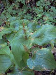 Maianthemum dilatatum