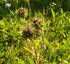 Carlina biebersteinii