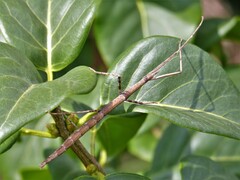 Clonopsis gallica