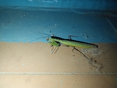 Mantis religiosa