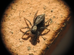 Menemerus taeniatus