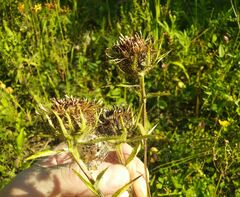 Carlina biebersteinii