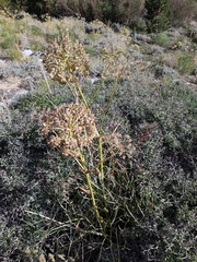 Angelica lineariloba