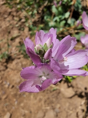Sidalcea oregana