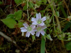 Claytonia