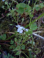 Claytonia