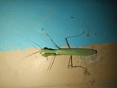 Mantis religiosa