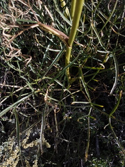 Angelica lineariloba