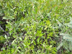 Chamaedaphne calyculata