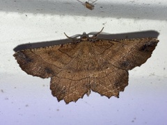 Euchlaena johnsonaria