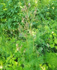 Polemonium caeruleum