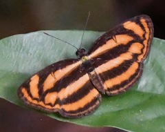Lasippa heliodore dorelia