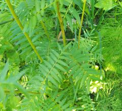 Polemonium caeruleum