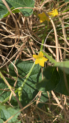 Cucumis melo