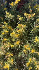 Ericameria