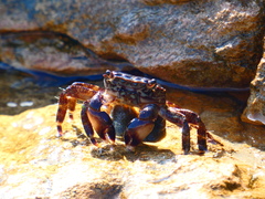Pachygrapsus marmoratus
