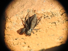 Menemerus taeniatus
