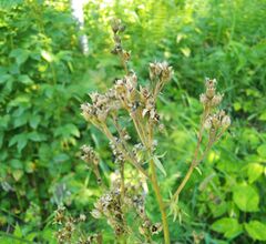 Polemonium caeruleum