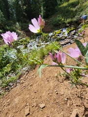 Sidalcea oregana