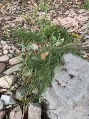 Equisetum ramosissimum