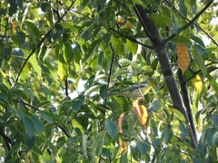 Setophaga fusca