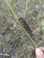 Hyles euphorbiae