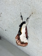 Eudryas unio