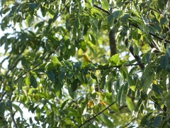 Setophaga fusca