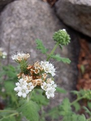 Phacelia rupestris