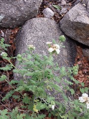 Phacelia rupestris