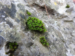 Ptychomitrium serratum