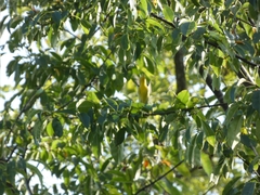 Setophaga fusca