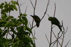 Eupsittula nana