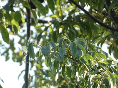 Setophaga fusca