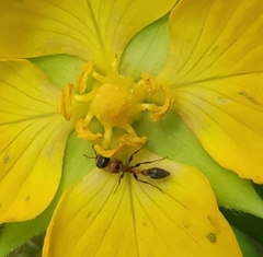 Pseudomyrmex gracilis
