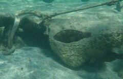 Scarus fuscopurpureus