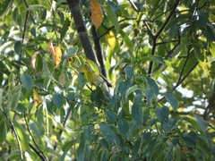Setophaga fusca
