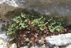 Asplenium ruta-muraria