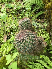 Mammillaria polythele