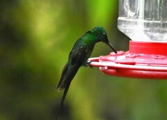 Heliodoxa imperatrix