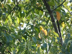 Setophaga fusca