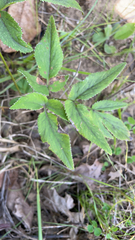 Zizia aurea