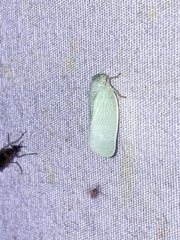 Flatormenis proxima