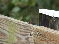 Plestiodon inexpectatus