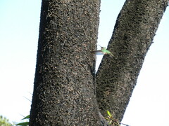 Stephanoxis loddigesii