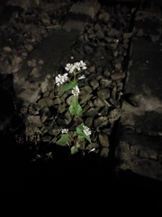 Fagopyrum esculentum
