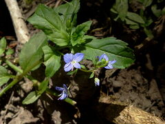 Veronica americana