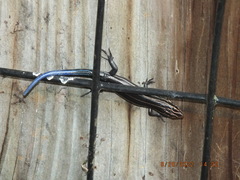 Plestiodon inexpectatus