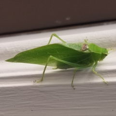 Microcentrum retinerve