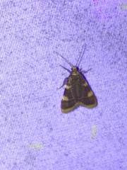 Hypsopygia costalis